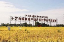 常州关于成都商务伴游外围雇用的信息